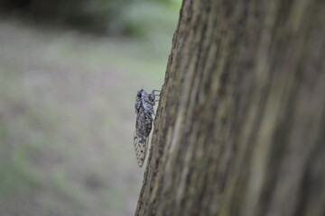 cicada on a tree