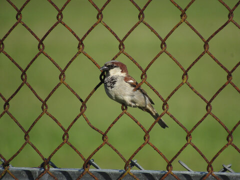 A closeup of a house sparrow perched on a rusty chain-link fence with a blurry background