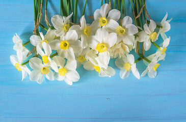 Beautiful bunch of white daffodils on blue wooden background; Spring holiday background