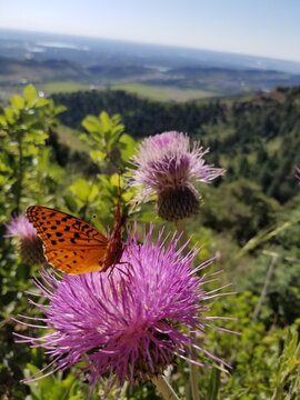Orange Monarch Butterfly on Purple Thistle Flower in Green Field on Colorado Mountain