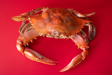 Jaiba roja, red crab, animal marino © Paulina