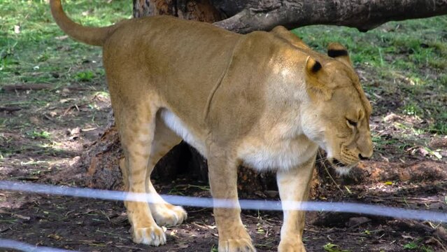 Lion walking at national park