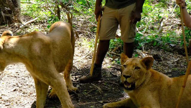 Lions sitting at national park