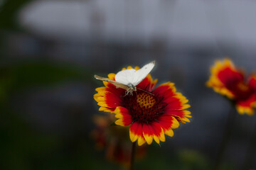 White butterfly on a red-yellow flower on a dark background in the garden