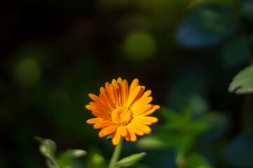 A bright orange calendula flower on a dark green background in a summer garden