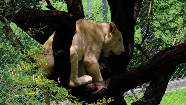 Lion on the tree at national park