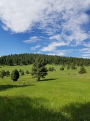 Lichen, Moss, Grass and Wild Flowers Growing and blooming on Colorado Mountain Trail Field in Sunlight