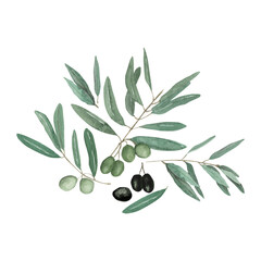 Obraz na płótnie Canvas Watercolor olive branch 