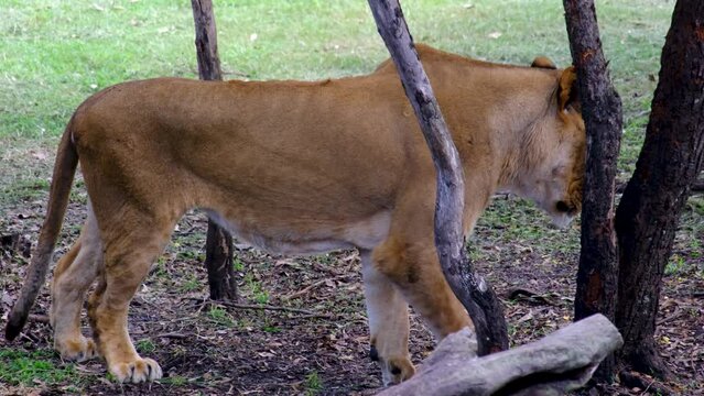 Lion at the tree in national park