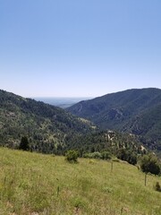 Obraz premium Lichen, Moss, Grass and Wild Flowers Growing and blooming on Colorado Mountain Trail Field in Sunlight