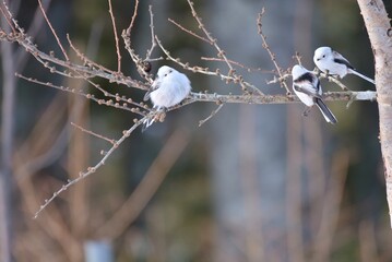北海道のシマエナガ