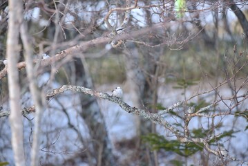 北海道にいるシマエナガ