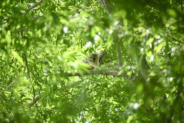 北海道にいるエゾフクロウ