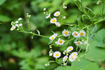 Chamomile herbal medicine green summer meadow selective focus