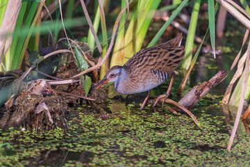 Brown-cheeked rail or eastern water rail (Rallus indicus) at Baruipur Wetland, West Bengal, India