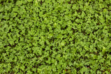 Green lawn with fresh spring grass as background