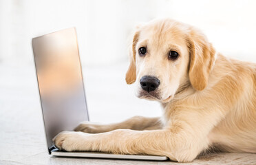 Cute dog lying on working laptop indoors