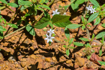 white daisy