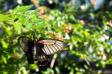 butterfly on a leaf