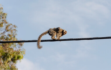 close up of a monkey and baby