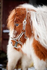 Ponies from the farm