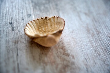 Close-up of yellow-orange seashell