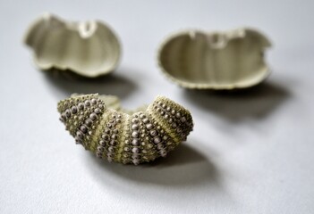 Detail of a broken green-gray seashell