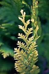 Green-yellow twig of a coniferous tree