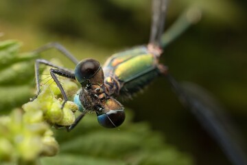 dragonfly Emerald Damselfly with face detail