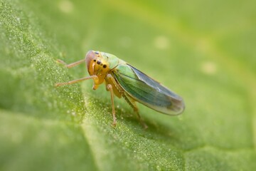 green leafhopper Cicadella viridis on a leaf 