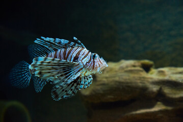 Fototapeta na wymiar Lionfish in the deep under water, sea fish in zoo aquarium, close up