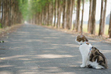 scottish cat sit on country road in spring season
