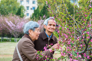 Obraz premium Senior Woman and Man Viewing and Admiring Flowers. A senior couple, 80 years old, is enjoying to watch pink cherry blossoms in a spring day..