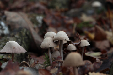 petits champignons blancs très fins, probablement des mycènes