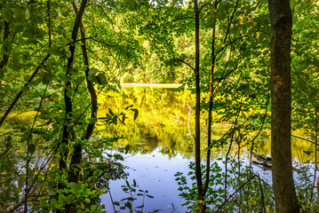 Fototapeta premium Pond in forest