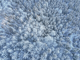 Winter forest with covered trees with snow. Beautiful winter nature landscape, aerial view. Pine forest background