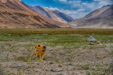 Himalayan marmot and it's habitat.