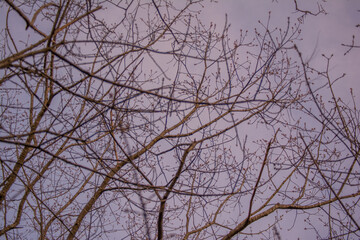 branches against purple sky