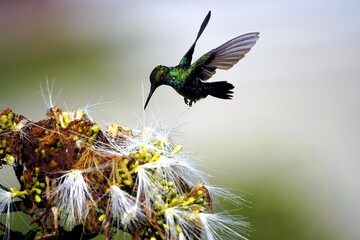 Glittering-throated Emeralds (Amazilia fimbriata) Trochilidae family. 