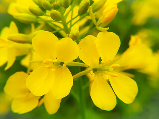 Yellow black mustard flowers against the blurred background.