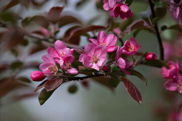 a branch with a pink flower on an apple tree in early spring