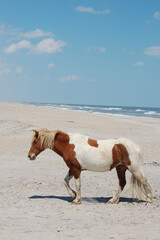 Fototapeta na wymiar A wild painted horse roaming the sandy beach on Assateague Island, Worcester County, Maryland.