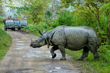 Indian one horned Rhinoceros crossing the road at Kaziranga National Park. 