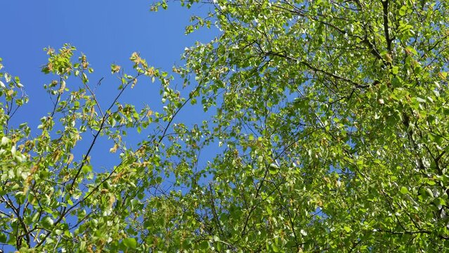 Beautiful green spring birch trees blooming with many green flowers. Branches of trees isolated on clear sunny blue sky. Abstract natural 4k video background