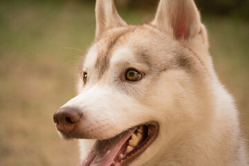 Obraz premium close up of a dog husky