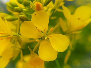 A beautiful yellow mustard flower in nature. macro