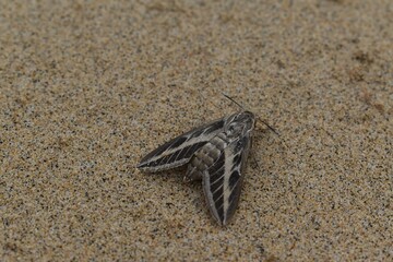 
A moth on the beach sand