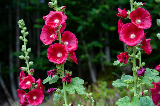Malvone (Alcea Rosea) is a ornamental plant in the family of Malvaceae. Big purplish red flowers on blurred background...
