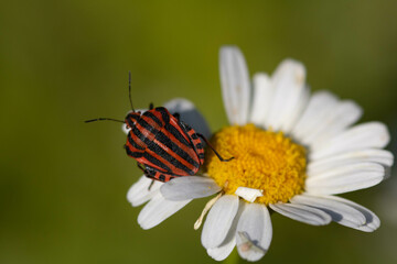 Red and black shield bug on a daisy. Graphosoma lineatum italicum. Green blurred background 