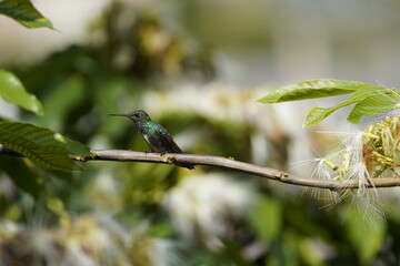 Glittering-throated Emeralds (Amazilia fimbriata) Trochilidae family. 
